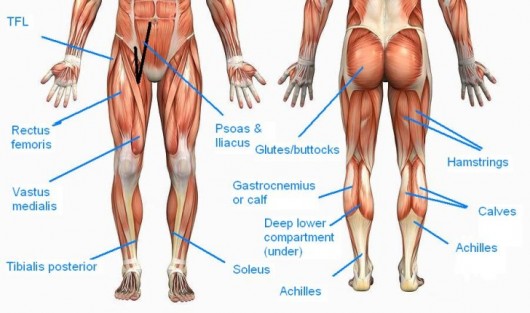Anatomy of the Butt and Thigh Muscles