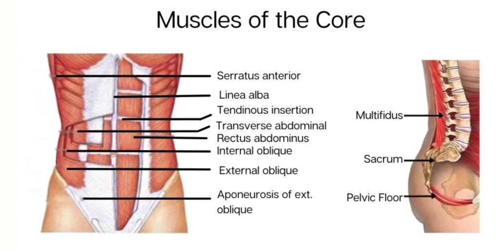 Anatomy of the Core Muscles