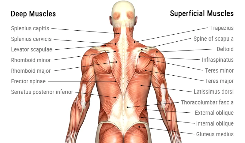 Anatomy of the Lower Back Muscles